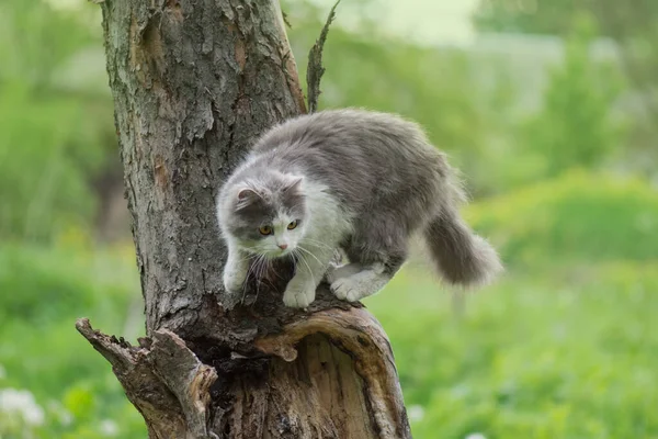 Chat Sur Une Branche Arbre Dans Forêt Chat Assis Sur — Photo