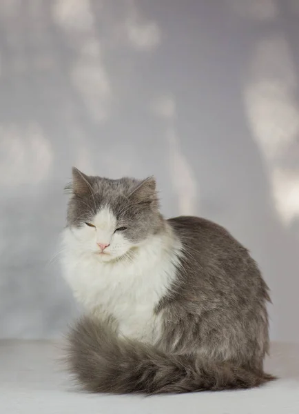 Lindo Gatito Duerme Sueño Perfecto Relajación Gato Perezoso Dormir Cama — Foto de Stock