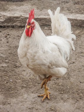 Çiftlikteki horoz portresi. Tavuk kümesinin dışında horoz var. Dışarıda çok güzel tüylü bir sik var. Erkek tavuk ya da horoz portresi.