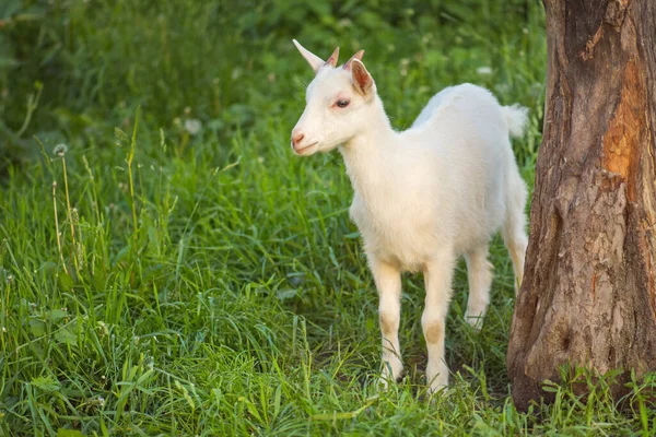 Kisgyerek Kecske Meleg Tavaszi Napon Gyermekkori Kecskék Gazdaságban Gyönyörű Kecske — Stock Fotó