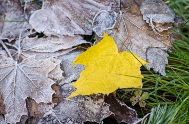 Düşen sonbahar yapraklarının renkli arka planı. Sonbahar akçaağaç yaprakları yere düşer. Çok renkli akçaağaç yaprakları. Akçaağaç arkaplanı terk eder