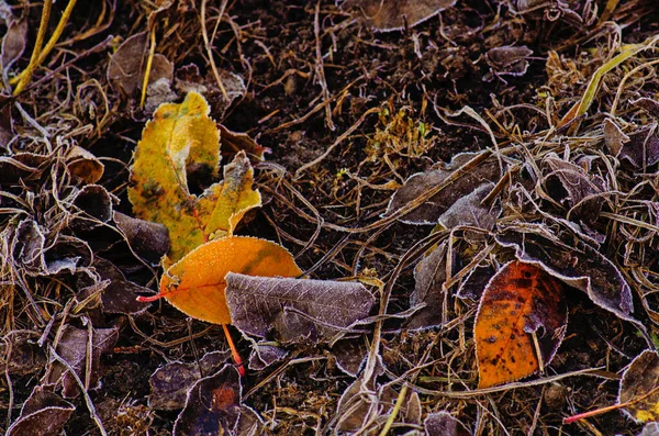 Herfst Gebladerte Zonnige Herfst Achtergrond Kleurrijke Mooie Herfst Bladeren Textuur — Stockfoto