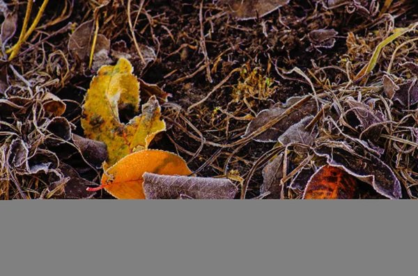 Herfst Gebladerte Zonnige Herfst Achtergrond Kleurrijke Mooie Herfst Bladeren Textuur — Stockfoto