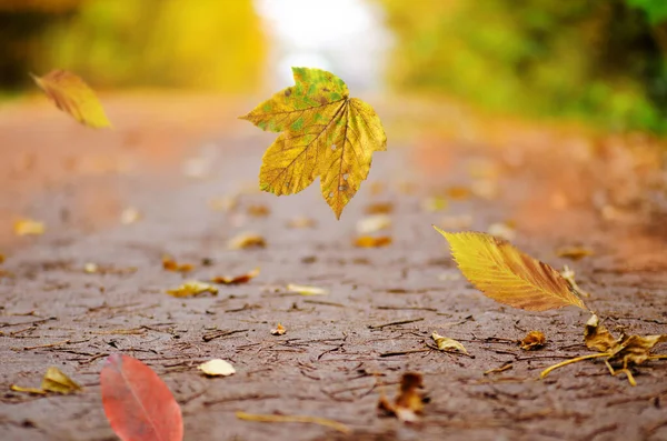 Beautiful colorful autumn fly leaves. Autumn leaves falling. Beautiful autumn background