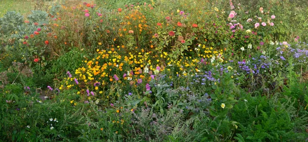 Flowers in fall garden. Blossom in autumn or summer garden. Flowers in autumn garden background. Annual and perennial plants in full bloom.