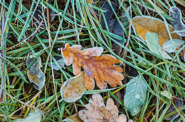 Foglie Quercia Gialla Terreno Autunno Foglie Quercia Sfondo Autunno Foglie — Foto Stock