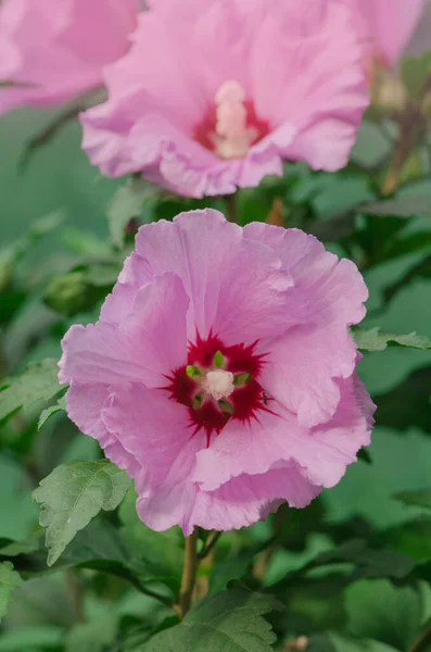 Kleurrijke Roze Hibiscus Bloei Rose Hibiscus Met Wazig Zacht Licht — Stockfoto