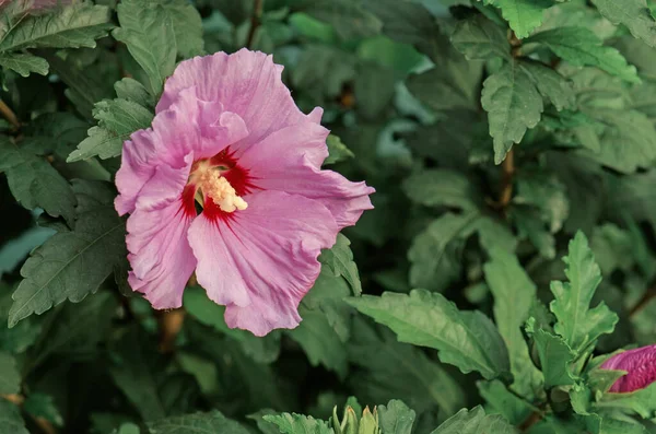 Hawaiian pink Hibiscus. China rose or Chinese hibiscus.