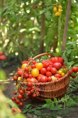 Sulu kırmızı domatesler yaz çimlerinde yatıyor. Farklı domateslerle dolu büyük bir sepet.