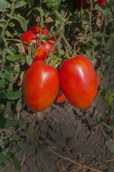 Red Tomatoes Plum Growing Greenhouse Ready Pick Fresh Tomatoes Plants — Stock Photo, Image