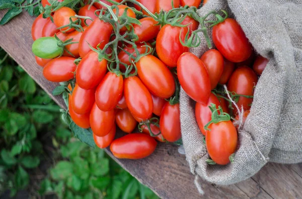 Tomaten Auf Dem Holztisch Haufen Frischer Tomaten Kleckertüten Auf Einem — Stockfoto