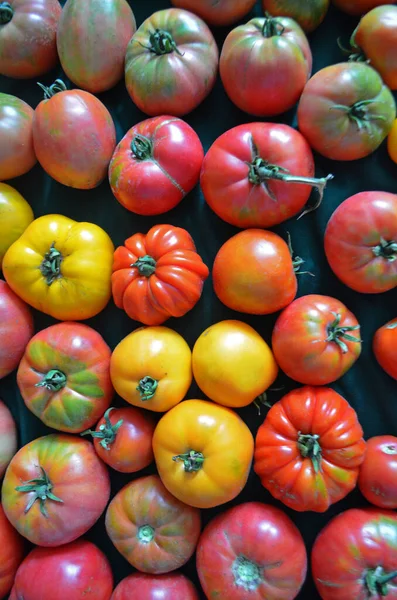 Colheita Tomates Variados Tomates Verdes Orgânicos Vermelhos Amarelos Laranja Variedade — Fotografia de Stock