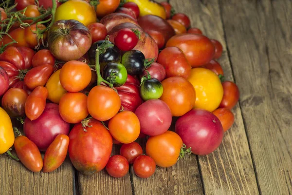 Cosecha Tomates Variados Tomates Ecológicos Verdes Rojos Amarillos Anaranjados Variedad — Foto de Stock