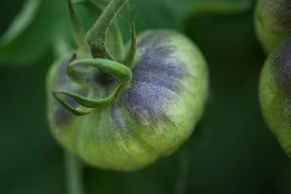 Feld Mit Grünen Tomaten Unreife Tomaten Reif Für Die Ernte — Stockfoto