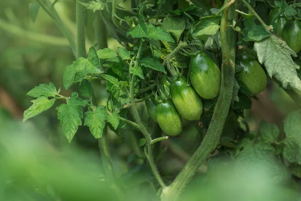 Unreife Bio Tomatenpflanze Grüne Tomaten Gemüsegarten Unreife Tomaten Auf Einem — Stockfoto
