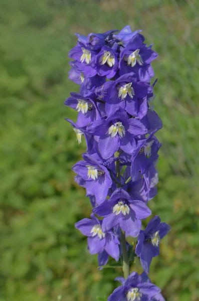 Magiczna Fontanna Delphinium Ogrodzie Podwójny Niebieski Kwiat Delphinium Kolekcji — Zdjęcie stockowe