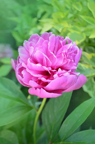 Peonies field in spring. Pink peonies flowers. Bunch of pink peonies. Pink blooming peony.