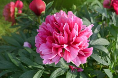 İlkbaharda şakayık tarlası. Pembe şakayık çiçekleri. Bir avuç pembe şakayık. Pembe çiçek açan şakayık.