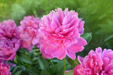 Güzel kokulu şakayık çiçekleri. Pembe şakayık çiçeği. Bahçede pembe şakayık çiçekleri.