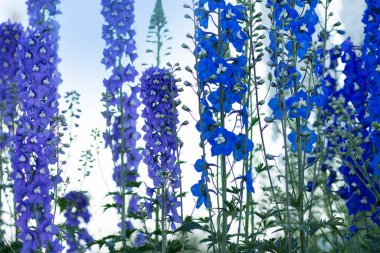 Bahçede Delphinium mavisi yetişir. Çift desenli mavi çiçek.