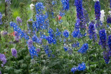 Bahçede Delphinium mavisi yetişir. Çift desenli mavi çiçek. Delphinium Mavi Şafak