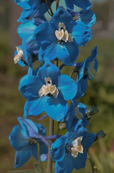 Flores Delphinium Floreciendo Flor Azul Delphinium Jardín Verano —  Fotos de Stock