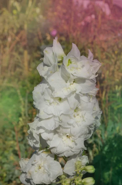 Campo Con Hermosas Flores Flores Delfinio Blanco Jardín Orgánico Flores —  Fotos de Stock