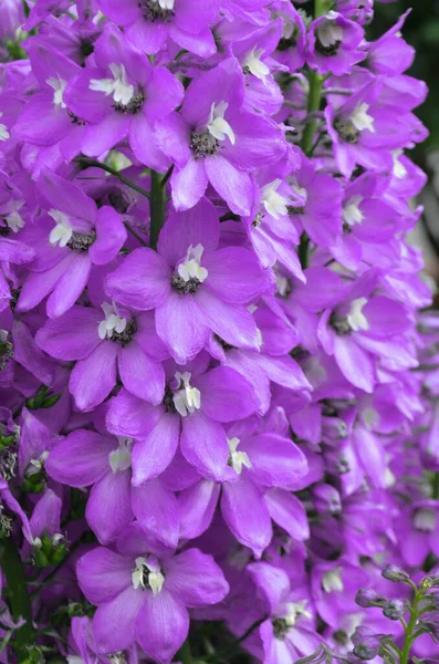 Blå Delfinblomma Violett Blomma Delphinium Sommarträdgård — Stockfoto