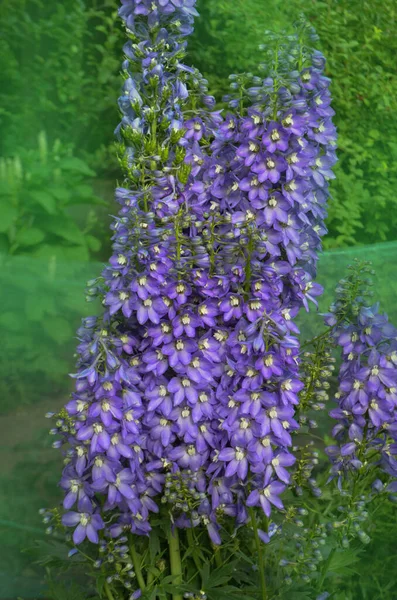 庭園内にあるデルフィニウム魔法の泉 ダブルブルーの花デルフィニウムコレクション — ストック写真