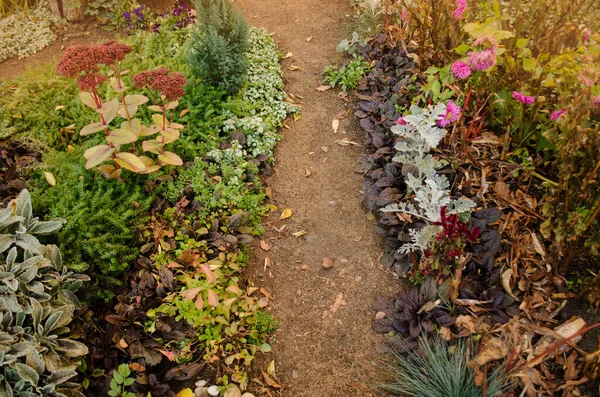 Helle Blume Hintergrund Blumen Morgen Park Weg Mit Herbstlichen Gartenblüten — Stockfoto