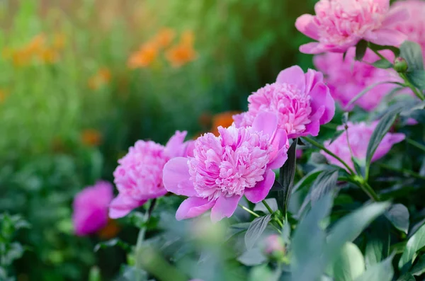 Pink peonies flowers. Bunch of pink peonies. Pink blooming peony. Space for text.