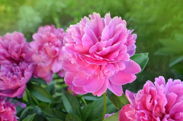 美しい香りの牡丹の花 ピンク色の牡丹の花 庭のピンク牡丹の花 — ストック写真