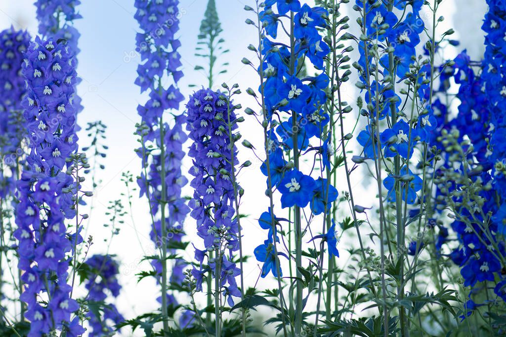 Delphinium blue grows in the garden. Double delphinium blue flower.