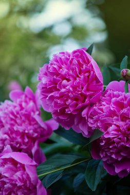 Güzel kokulu şakayık çiçekleri. Pembe şakayık çiçeği. Bahçede pembe şakayık çiçekleri.