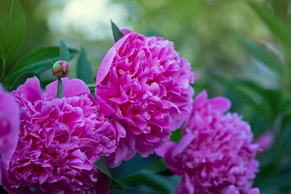 Blooming pink peony flower. Pink flowers peonies flowering. Peonies summer blossom. Beautiful fragrant peonies flowers.