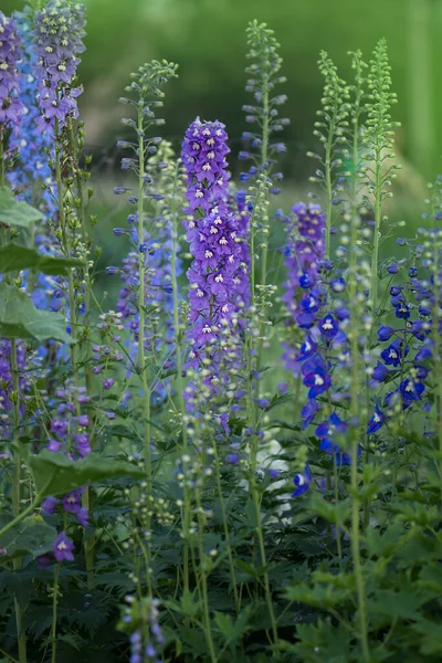 Delphinium Kék Kertben Dupla Delfinium Kék Virág Kék Delfiniumok Lincolnshire — Stock Fotó