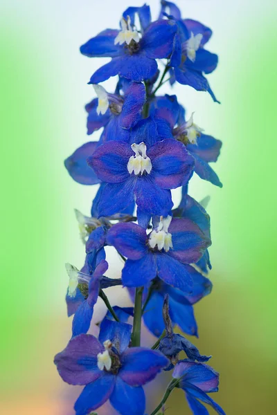 Azul Delphinium Crece Jardín Flor Azul Doble Delphinium Delfinios Azules —  Fotos de Stock