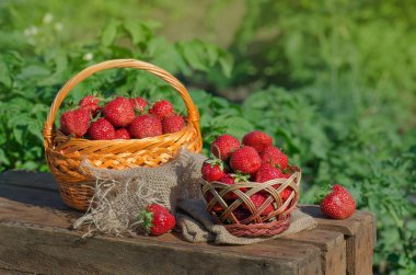 Böğürtlen bahçesinde toplanmış taze çilek sepeti. Taze toplanmış çilekler. Ev yapımı çileklerin tadı daha güzel.