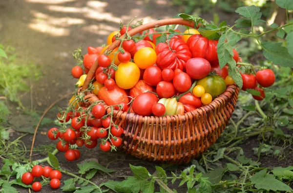 Verde Orgânico Vermelho Amarelo Tomates Laranja Cesta Madeira — Fotografia de Stock