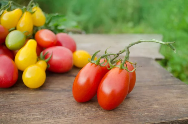 Φρέσκες Ντομάτες Από Φάρμα Πίσω Στη Φύση Ντομάτες Ανάπτυξη Αγρούς — Φωτογραφία Αρχείου
