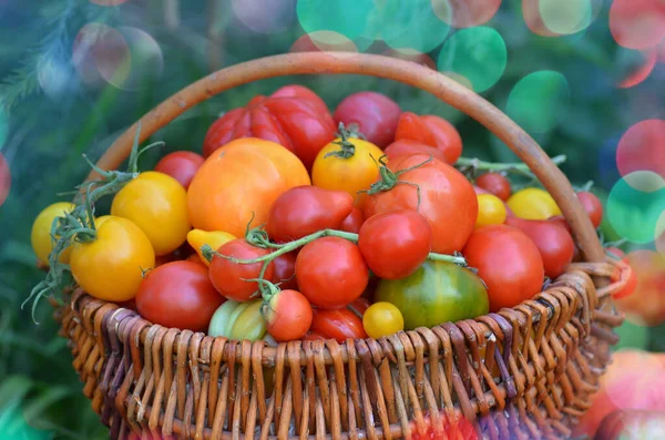 Proceso Cosecha Tomates Cosechando Tomates Orgánicos Invernadero Muchos Tomate Diferentes —  Fotos de Stock
