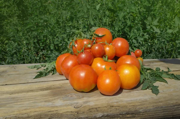 Gelbe Tomaten Auf Einem Holztisch Gelbe Tomaten Auf Dem Gartentisch — Stockfoto