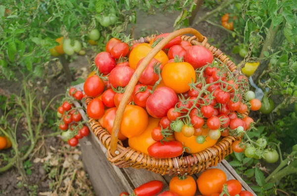 Produtos Hortícolas Colhidos Recentemente Agricultores Locais Tomates Uma Cesta Velha — Fotografia de Stock