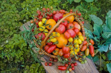 Domates hasadı süreci. Serada organik domates hasat etmek. Yaz gününde bir sürü farklı domates..