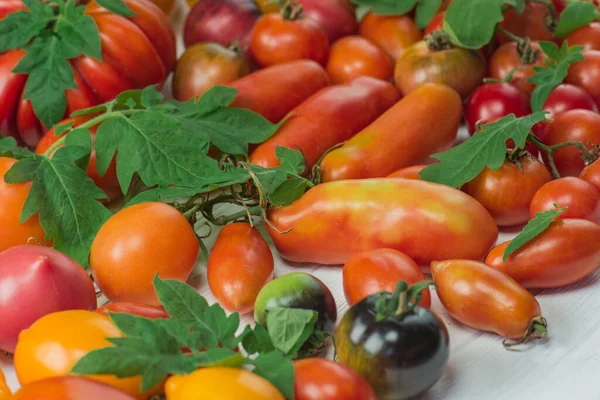 各种西红柿的收获 品种成熟的天然有机美味不同的西红柿 木制背景上的番茄 — 图库照片