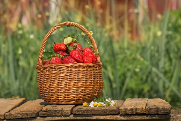 Căpșuni Într Coș Recoltarea Căpșunilor Coș Plin Căpșuni Lângă Plantele — Fotografie, imagine de stoc