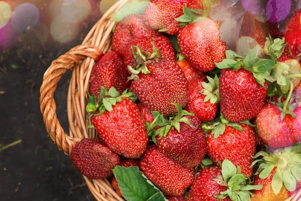 Harvesting Strawberries Basket Fragrant Strawberry Outdoor Various Juicy Strawberries Leaves — Stock Photo, Image