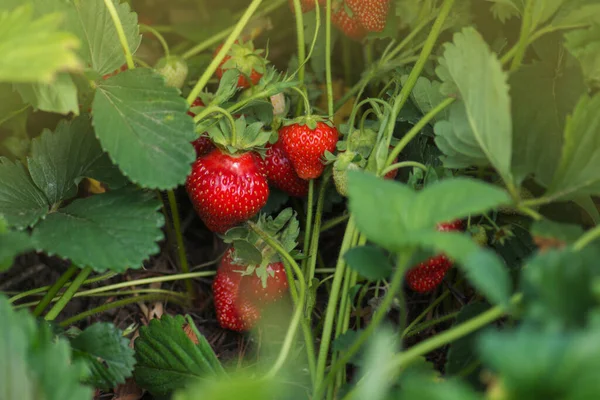 Frische Erdbeeren Vom Bauernhof Zurück Zur Naturlandwirtschaft Erdbeerfrüchte Wachstum Auf — Stockfoto