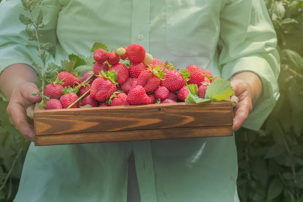 Strawberry harvest concept. Hand rips strawberries from the bush. Strawberries in hands. Wooden berry crate with fresh strawberries