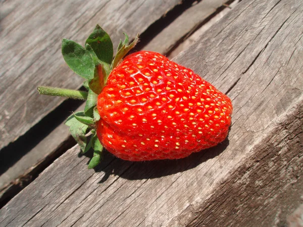 Erdbeeren Makrohintergrund Frisch Geerntete Erdbeeren — Stockfoto